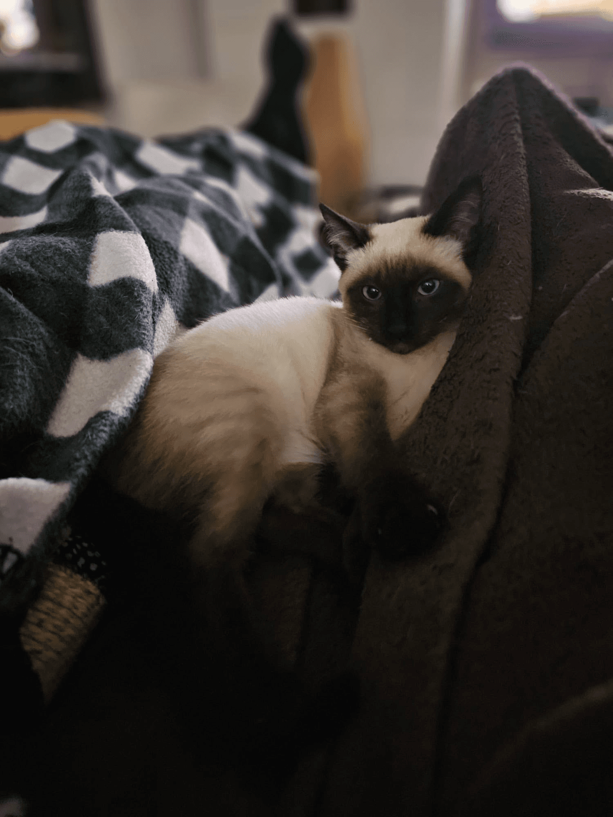 Gato Desaparecido: Coco, Recompensa de 1000€ - Image 2