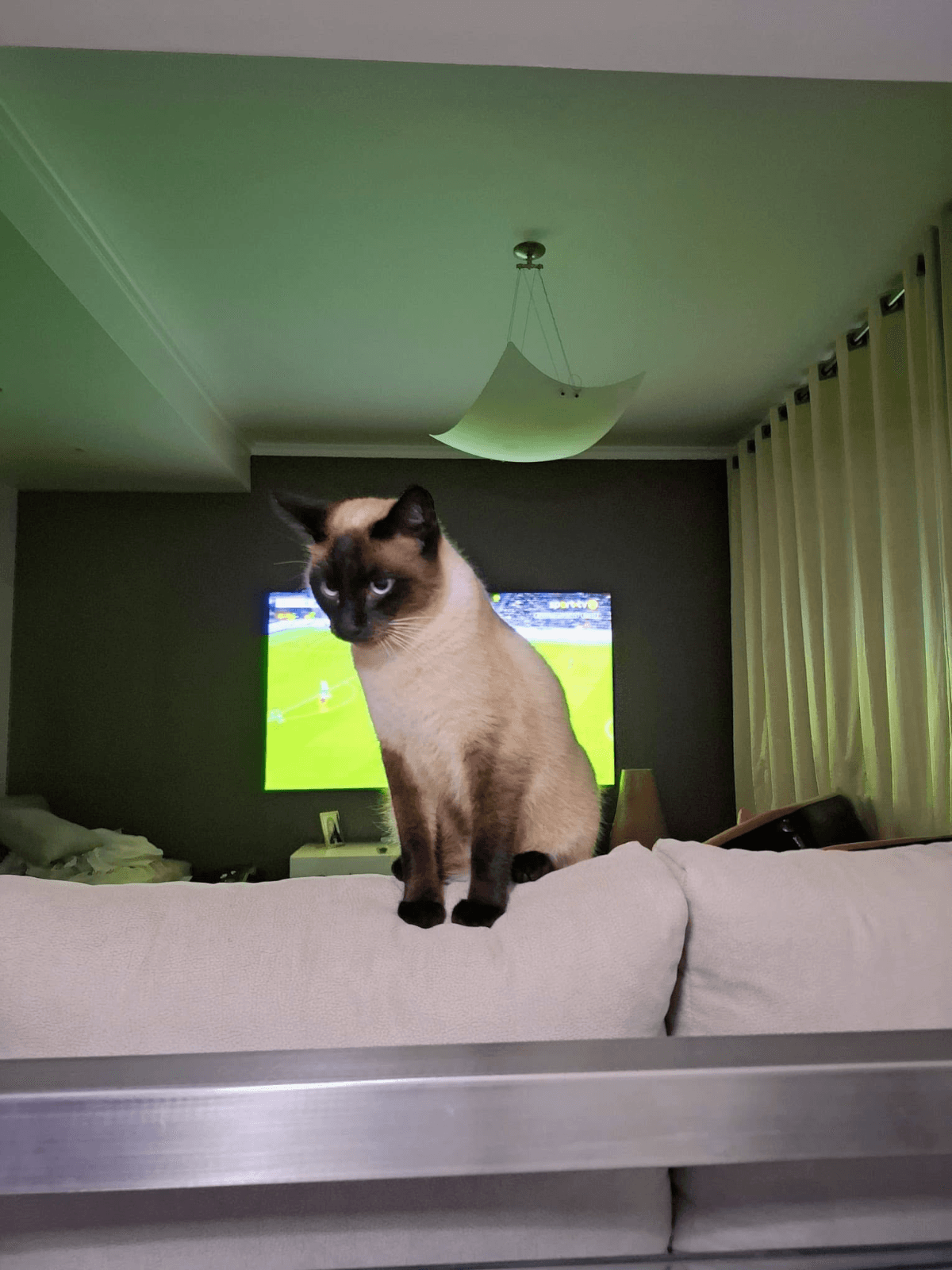 Gato Desaparecido: Coco, Recompensa de 1000€ - Image 3