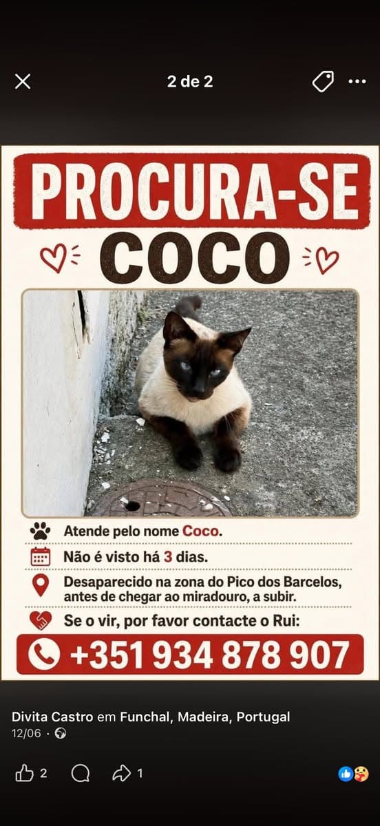 Gato Desaparecido: Coco, Recompensa de 1000€ - Image 1